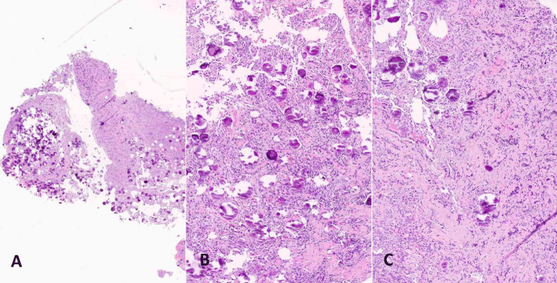 jnnd-aid1061-g003